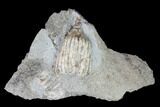 Fossil Crinoid (Eretmocrinus) - Gilmore City, Iowa #149032-1